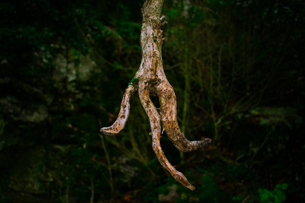 Un ramo con sembianze mano umana
