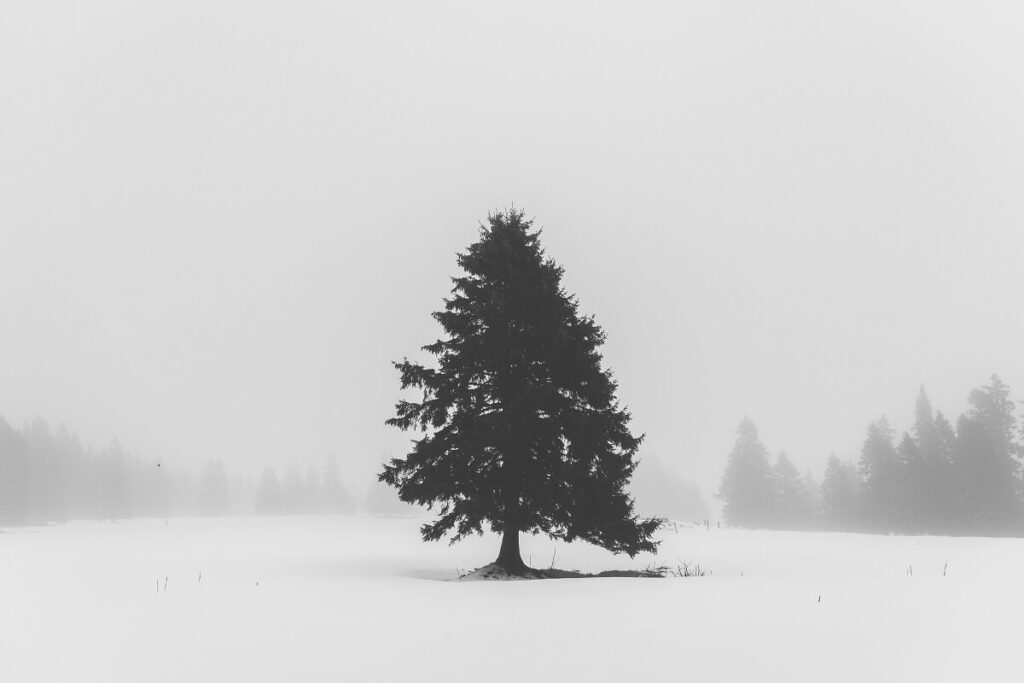 Paesaggio nebbioso e innevato in bianco e nero con pino al centro