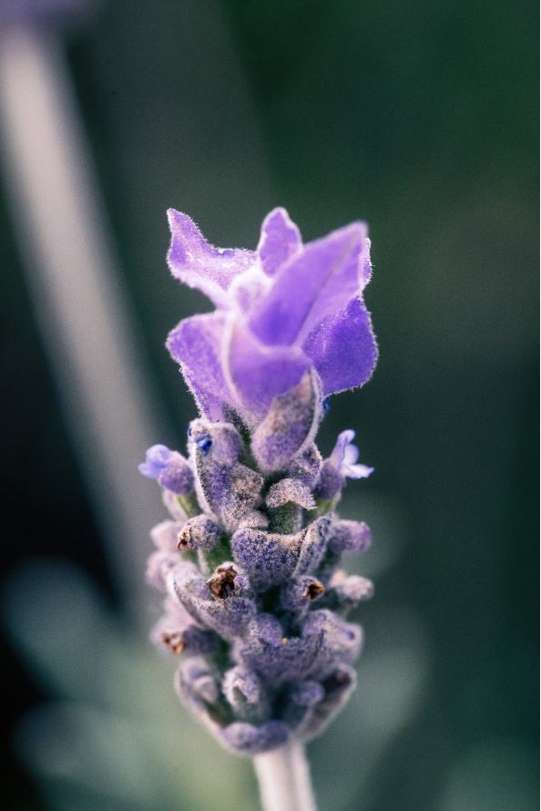 primo piano spiga di lavanda