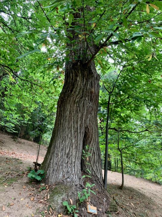 albero gigante Sentiero del Sarvanot