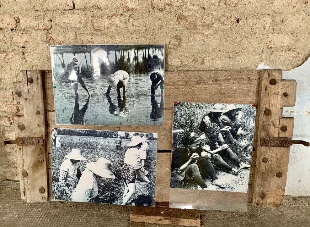 Fotografie delle mondine al lavoro nelle risaie